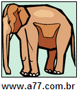 Animal Elefante