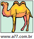 Animal Camelo