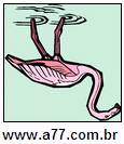 Cruzadinha Flamingo