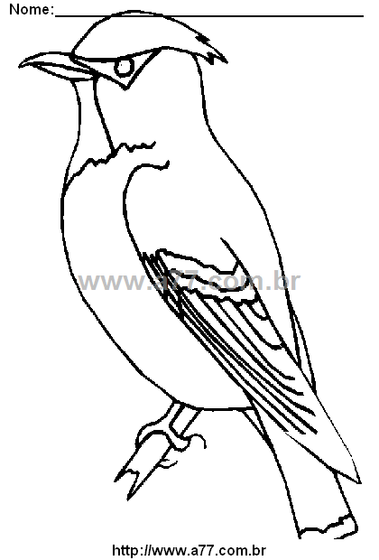 Desenho Para Colorir Pássaro