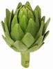 Alcachofra