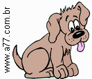Cachorro