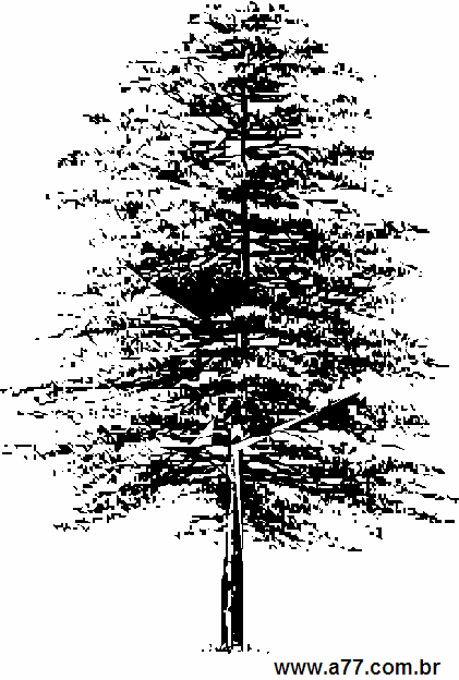 Clipart Natureza