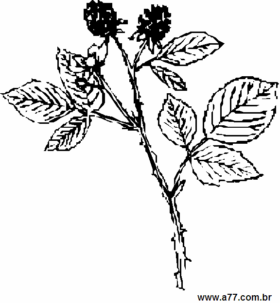 Clipart Natureza