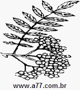 Clipart Natureza