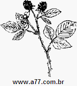 Clipart Natureza