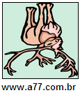 Imagem Invertida de Alce