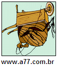 Imagem Invertida de Besouro
