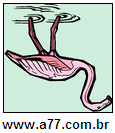 Imagem Invertida de Flamingo