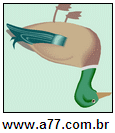 Imagem Invertida de Pato