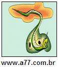 Imagem Invertida de Verde