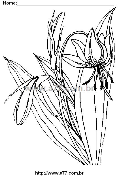 Desenho Para Colorir Jardim