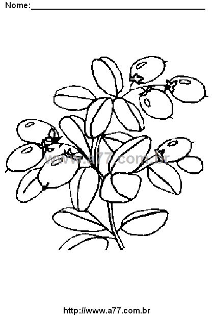 Desenho Para Colorir Flores
