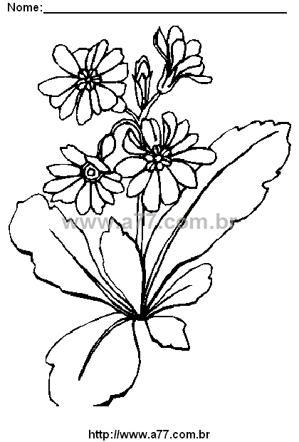 Desenho Para Colorir Flor