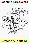 Desenho Para Colorir Flores