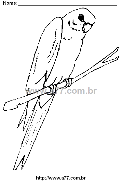 Desenho Para Colorir Pássaro