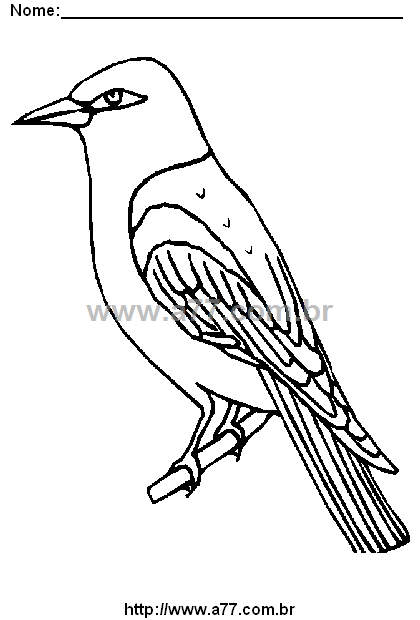 Desenho Para Colorir Pássaro