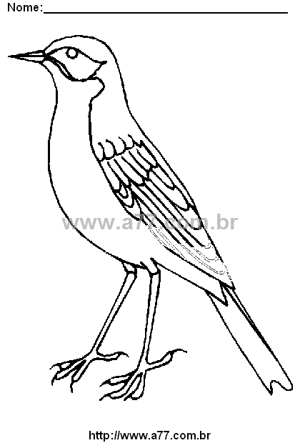 Desenho Para Colorir Passarinho