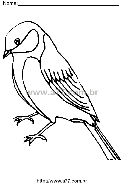 Desenho Para Colorir Ave