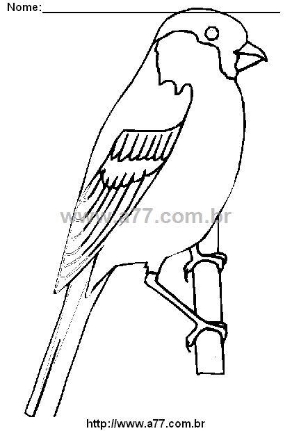 Desenho Para Colorir Ave