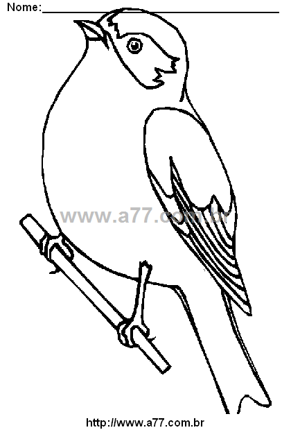 Desenho Para Colorir Pássaro