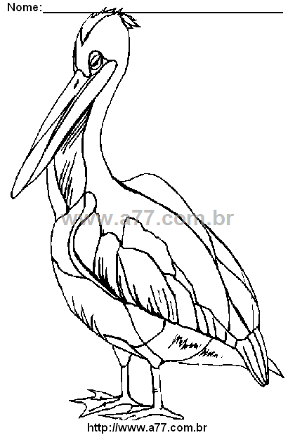 Desenho Para Colorir Passarinho