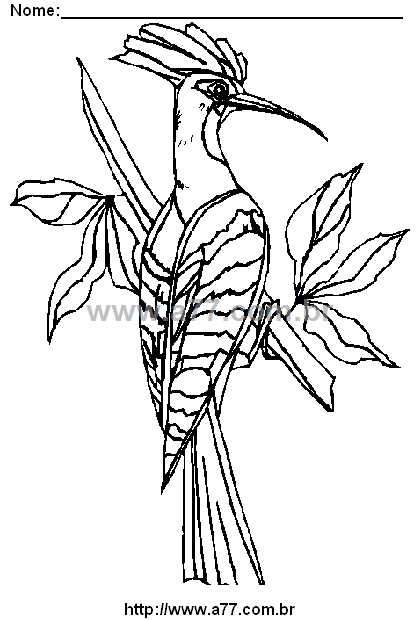 Desenho Para Colorir Ave
