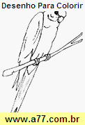 Desenho Para Colorir Pássaro