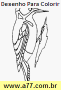 Desenho Para Colorir Passarinho