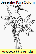 Desenho Para Colorir Ave