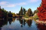 Papel de Parede Lago com Vegetação e Pássaros
