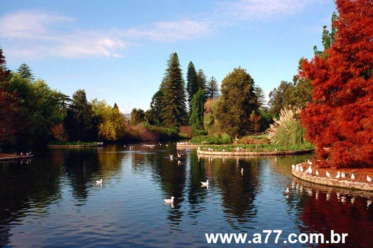 Papel de Parede Lago com Vegetação e Pássaros